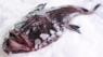 Monkfish