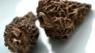 Morel