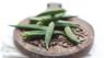 Okra