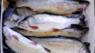 Rainbow trout