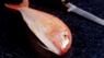 Red mullet
