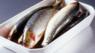 Sardine