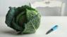 Savoy cabbage