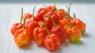 Scotch bonnet chilli