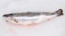 Sea trout
