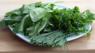 Sorrel