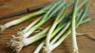Spring onion