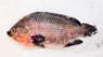 Tilapia