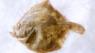 Turbot