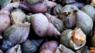 Whelk