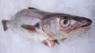 Whiting