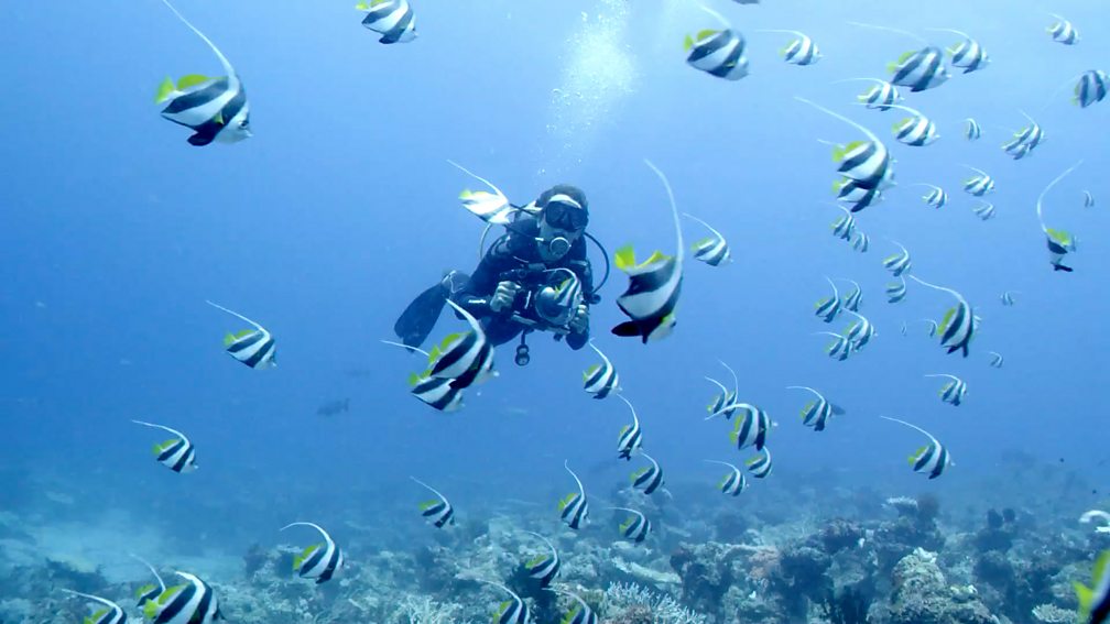 BBC One Blue Planet II Filming Fish That Change Sex