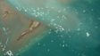 BBC Nature: Beluga body scrub session filmed