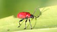pest and disease identifier