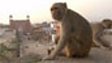 Human Planet – Cities – Monkey Business