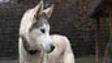 Huskies In County Down