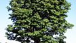 Conker Tree Science Results