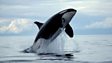 Killer whale