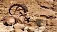 Nubian ibex