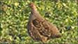 Grey partridge makes comeback on farm land 