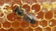 Do Bees Sleep?