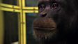 BBC Nature: Ape versus machine