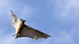 Straw-coloured fruit bat