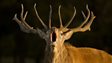 How and where to see deer in the UK