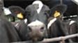 SOUND SCULPTURE :: MILKING PARLOUR