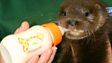 Otters Fight Back