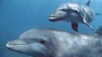 Common bottlenose dolphin