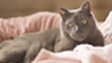 PETS IN BED