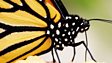 Monarch butterfly