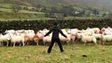 Clip from Series 2: Grunting Beltex Ram smitten with Kate Humble