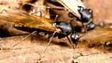 FLYING ANTS