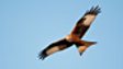 RED KITE