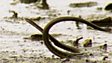 Mangrove mud dwellers