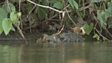 Otter vs Caiman