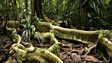 Forest treasures of West Papua