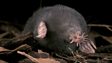 Star-nosed mole