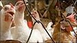 Chinese chicken farmers ruffle Zambian feathers