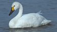 Autumnwatch webcams: The drama of swan lake