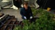 Police bust a cannabis factory