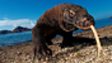 Find out more about Komodo dragons