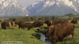 BBC Nature