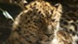 Amur leopard