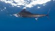 Atlantic sailfish