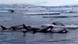 BBC Nature: Killer whales make waves to hunt seals