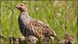 Conserving the grey partridge