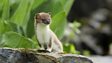 Stoat